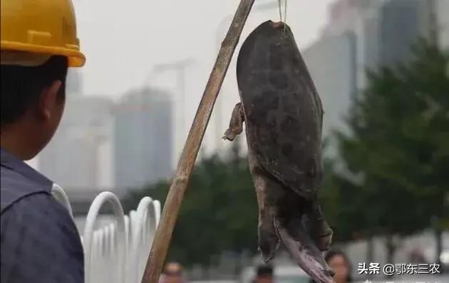 团鱼多少钱一斤市场价，野生团鱼多少钱一斤（一只四五斤要600元贵吗）