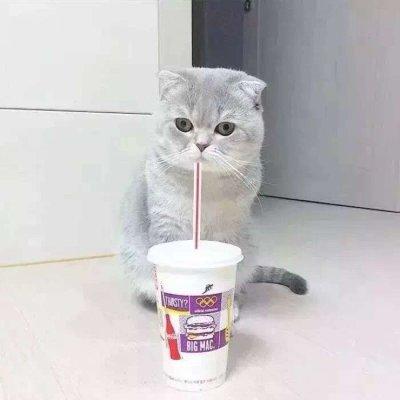 逗比头像，搞笑情头！！微信，逗比头像，搞笑情头！！（2019搞笑一左一右动物情侣微信头像）