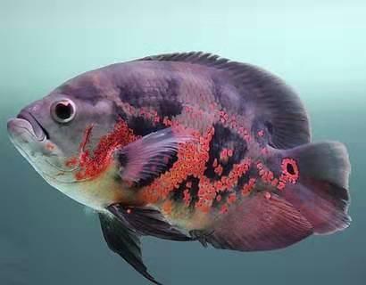 孔雀鱼为什么是鳄雀鳝的天敌，鳄雀鳝怕孔雀鱼吗（为什么很多鱼友不愿意饲养它们呢）