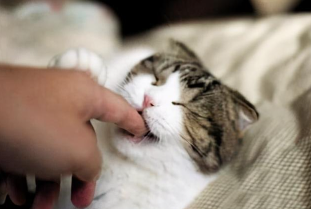 猫为什么喜欢咬人，猫为什么喜欢咬人手指又不真的咬（多半是这些原因导致的）