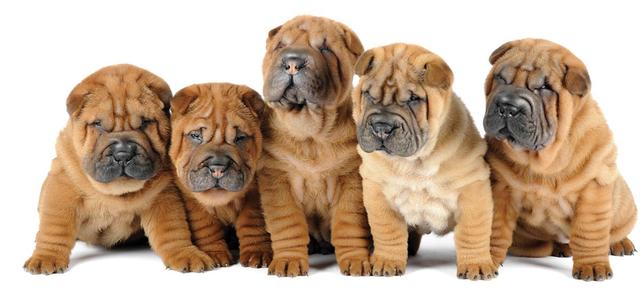 宠物狗品种图片大全，宠物狗的品种（常见宠物狗大全：品种）