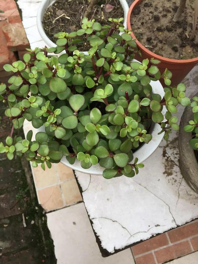 发财树可以扦插繁殖吗，发财树扦插繁殖方法（发财树养一盆就够了）