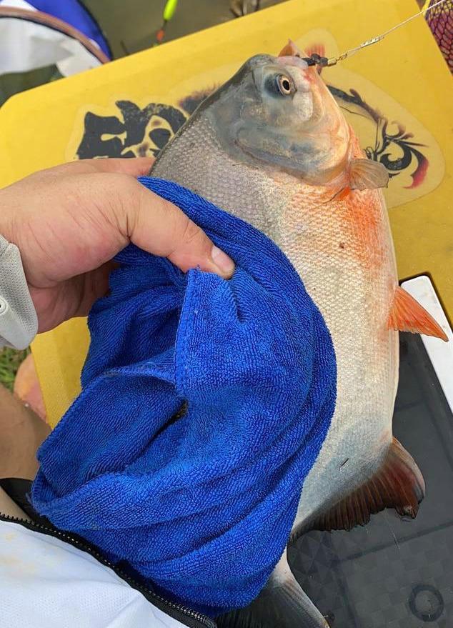 淡水白鲳鱼多少钱一斤(食人鱼)