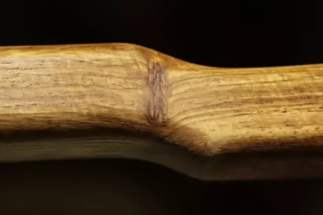 缅甸花枝是红木吗，缅甸花枝是红木吗值钱吗（18种濒危管制红木木种盘点）