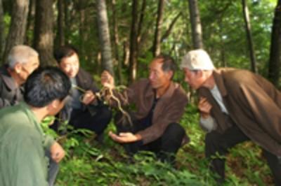 上山挖参有什么好处，野山参到底会不会跑