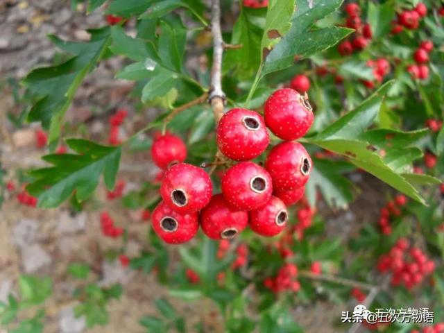 绣线菊亚科植物多具瞢荚果,少为蒴果,瞢荚果由离生心皮发育而来,是初生性状，或原始性状,蒴果由合（草莓上的小麻点真的只是种子吗）