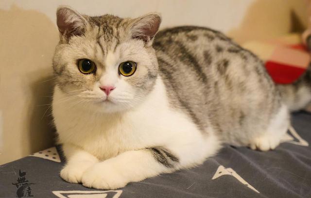 猫怕冷还是怕热，猫咪怕冷还是怕热的表现（如果您家猫有以下行为）