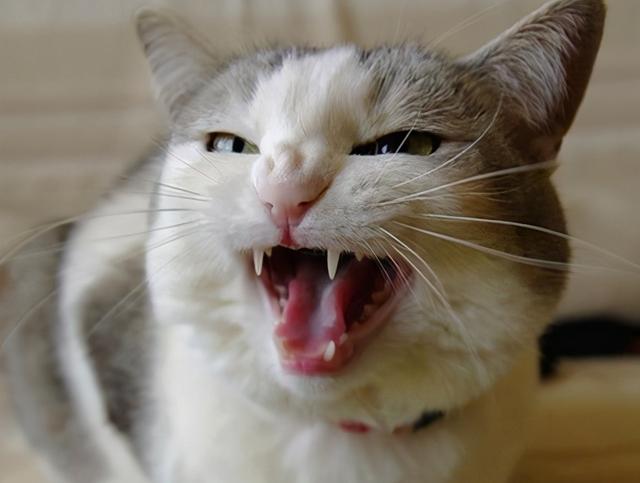 猫为什么总是吐舌头，猫一直吐舌头是生病了吗，猫为什么总是吐舌头（猫咪频繁吐舌头不是卖萌）