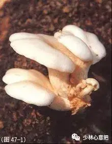 白牛胆的功效与作用，白牛胆的功效与作用禁忌（中药图片大全与功效）