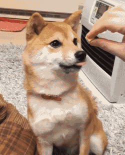 木糖醇的危害，木糖醇的功效与副作用（狗狗偷吃蛋糕后身亡）