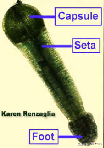 苔藓是什么植物，苔藓是什么植物水生还是陆生（苔藓类植物）