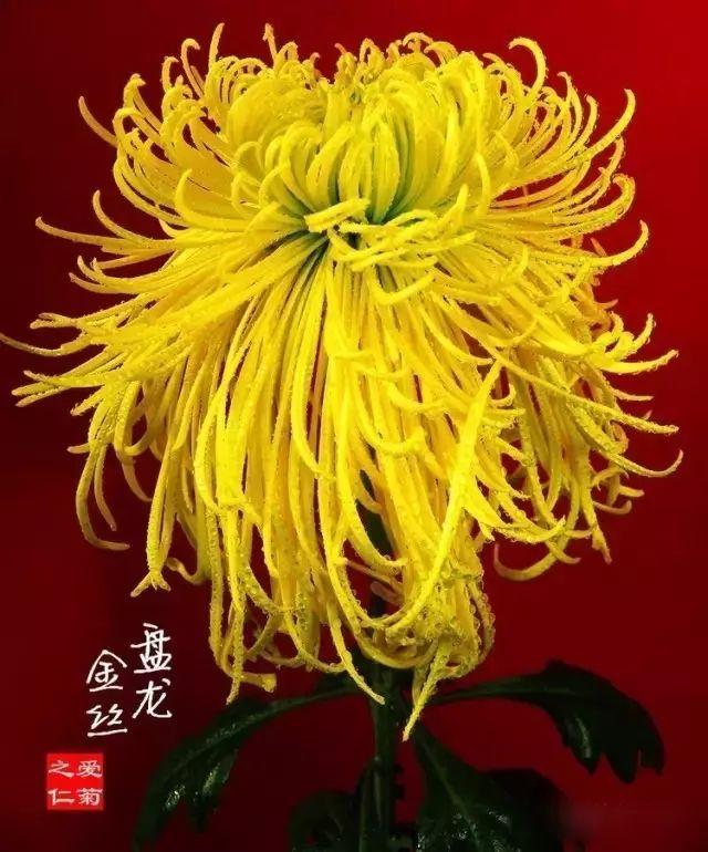 世界最美菊花80种太美了，金秋十月赏菊花——世界最美菊花80种送给您