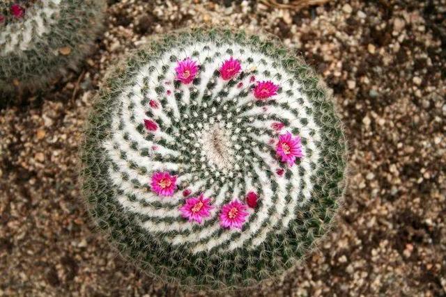 厦门万石植物园里有哪些植物，厦门万石植物园里有哪些植物花（种满多肉的植物园）