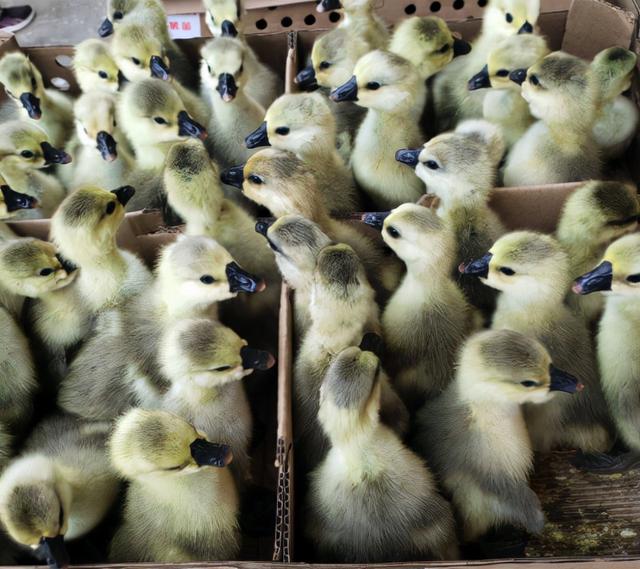 大品种的鹅有几种，大品种的鹅有几种图片（狮头鹅：鹅界“巨型选手”）