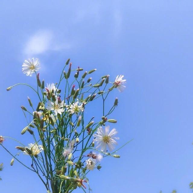 2,看淡生活依然愛生活的句子,堅強獨立,永不服輸