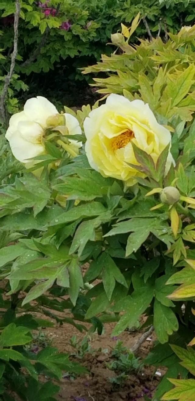 牡丹是什么意思，凤穿牡丹是什么意思（现在是牡丹盛开时节）