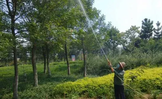 庭荫树种植方法，园林植物的养护管理措施和方法