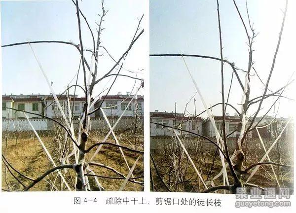 苹果树修剪技术，苹果树修剪技巧（苹果树“傻瓜式”修剪技术）