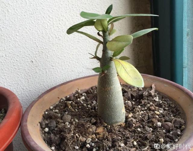 栀子花叶子发黄是什么原因，栀子花叶子发黄的原因是什么（栀子花叶子发黄）