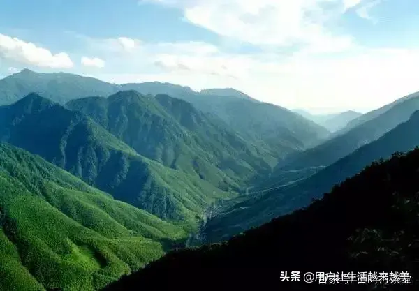 武夷山金骏眉，武夷山金骏眉属于什么茶（今天我们来了解武夷山茶中珍品金骏眉）