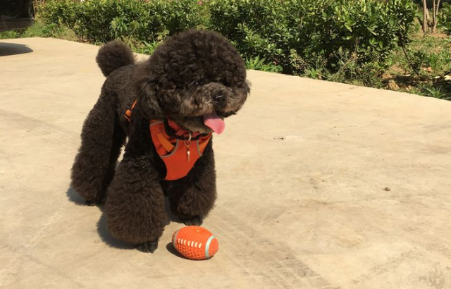 黑色的泰迪犬好养吗，黑色的泰迪犬好养吗视频（买泰迪要挑黑色的）