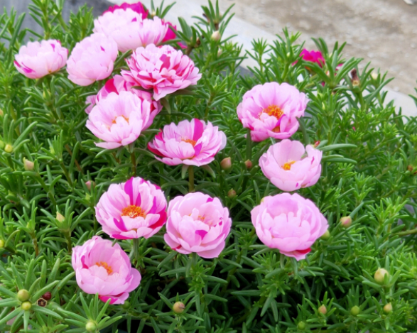 太阳花什么时候开花，向日葵什么时候开花（看看这3个“条件”）