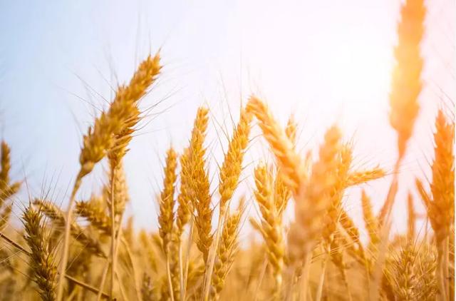 生麦芽的功效与作用，生麦芽的功效与作用及禁忌（这两个食疗方老人小孩都能用）