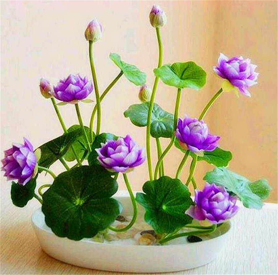 碗莲怎么生长的