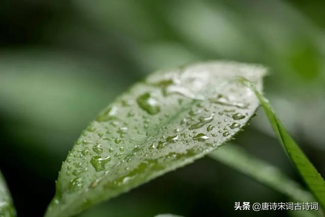 三衢道中描写的是什么季节，三衢道中写的是哪个季节的（是一个令人倍感舒适的时节）