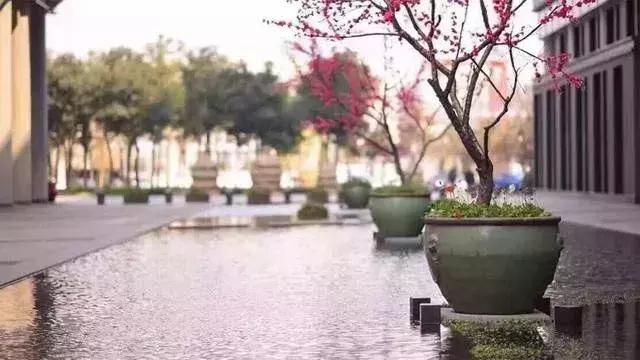 网易为什么叫猪厂，网易别称猪场（为什么都笑称网易为“养猪厂”呢）