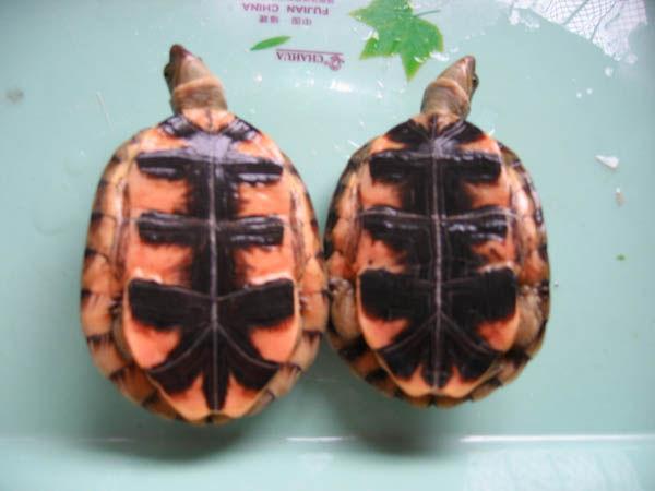 乌龟种类有哪些，乌龟种类有哪些品种（陆龟和水陆两栖龟区别）