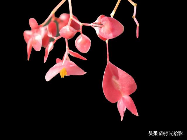 花卉图片大全及花名，常见花卉图片及名称（20种花卉的图片）