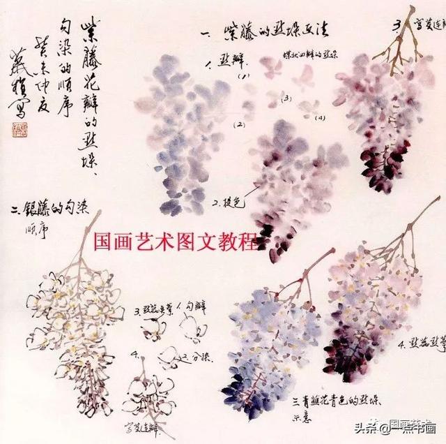 藤蔓植物，藤本花卉之紫藤画法（藤蔓植物图片）
