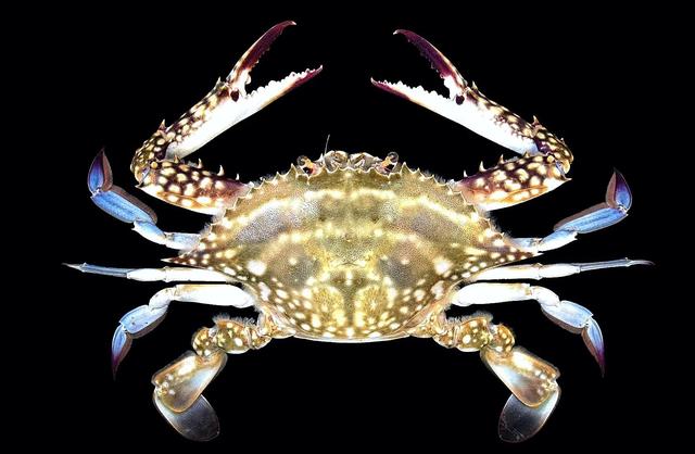 梭子是什么样的，梭子是啥玩意儿（生物相册•散落全世界的远亲）