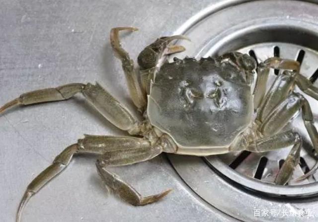 如何叠 小螃蟹，如何叠出立体的 纸螃蟹（最好攻略，手把手教你整螃蟹）