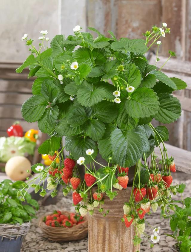 草莓品种介绍，适合南方种植的草莓品种（易养易爆盆）