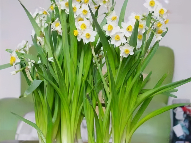 水仙花的养殖方法水培，水仙花水培养殖方法（新手也能养出漂亮的水仙花）