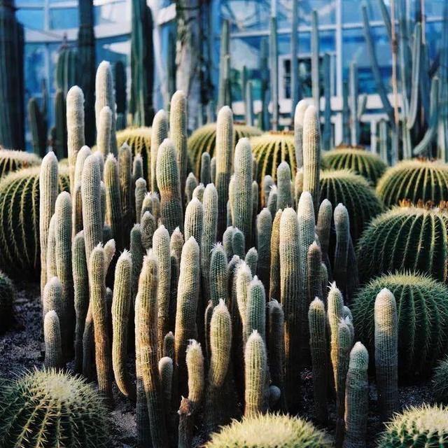 厦门万石植物园里有哪些植物，厦门万石植物园里有哪些植物花（种满多肉的植物园）