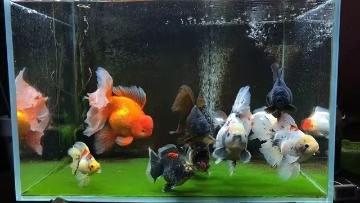 冷水观赏鱼养殖方法和注意事项，常见几种冷水观赏鱼的饲养水位和饲养密度