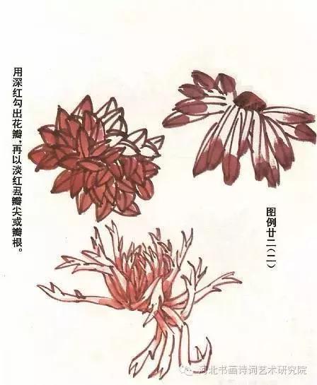 花的画法——菊花的画法，菊花是怎么画（菊花画法大全）