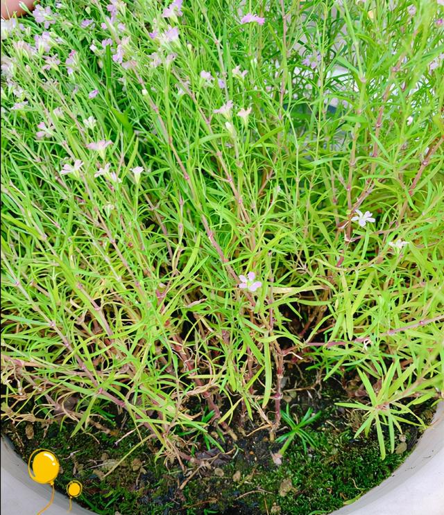 满天星种子,开花满盆都是"星星"(满天星种子图片)