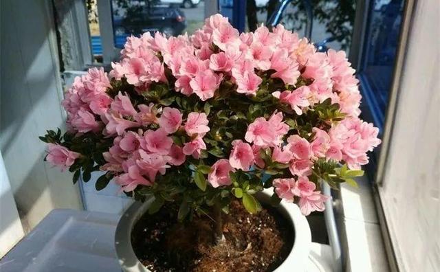 东洋杜鹃怎么养，花开的比叶还多