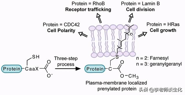 et是什么基团，ET是什么基团（蛋白质的异戊二烯化）