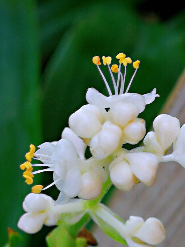 杜若花的花语，古诗杜若是什么花（杜若～花开如蝶）