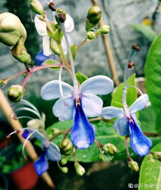 生僻唯美的花名，生僻唯美的花名四字（6种小众花）