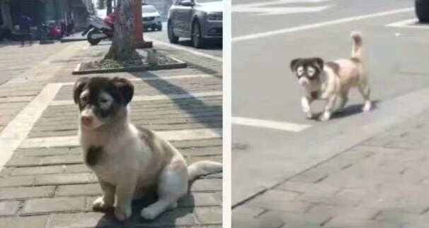 美国花斑狗多少钱 花斑狗是什么猎犬