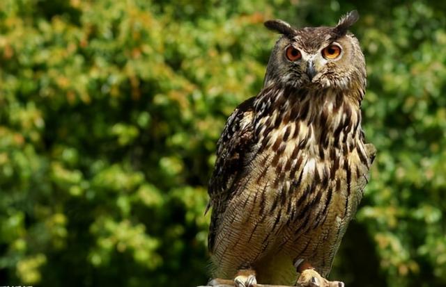猫头鹰最怕什么东西，猫头鹰叫后多久会死人（晚上却能化身“黑夜使者”）