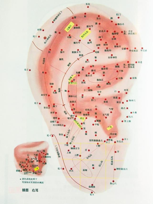耳朵结构图与名称，耳部构造图（耳穴高清图谱）