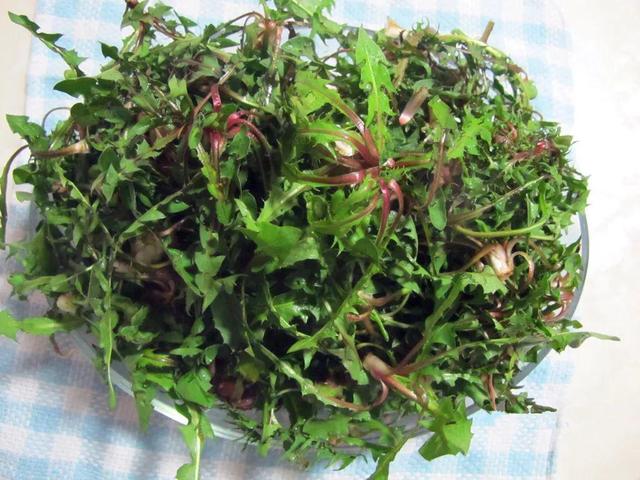 做清明果的草叫什么草，做清明果的那种草叫什么（春天不可错过的4种野菜）