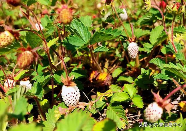 醋柳果的功效与作用，醋柳果的功效与作用及禁忌（国内有哪些小众特色水果）
